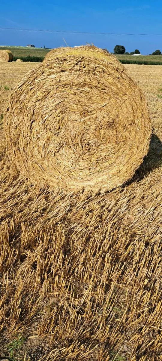 Spring Barley Straw - Image 1