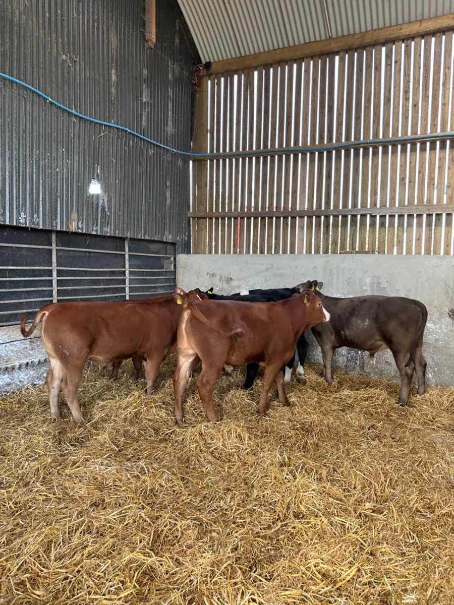 Lim Angus and Simmental bulls - Image 2