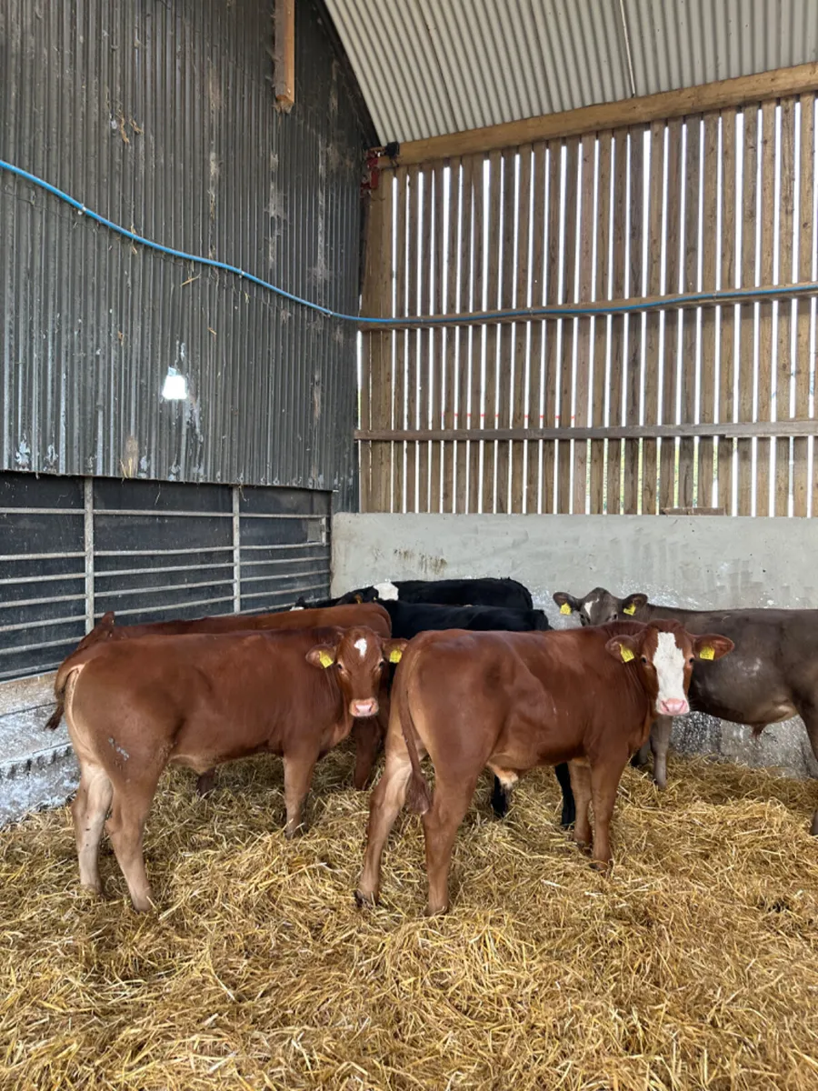 Lim Angus and Simmental bulls - Image 4