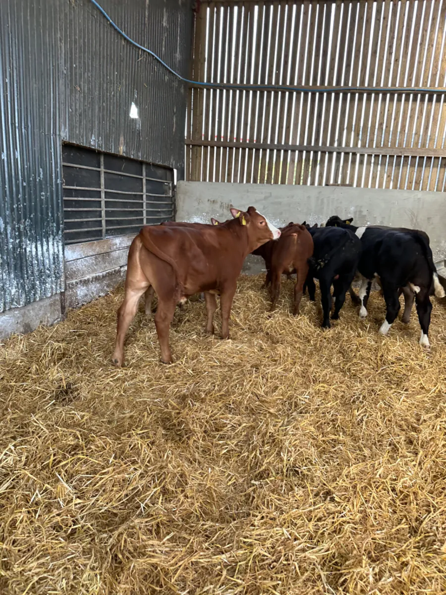 Lim Angus and Simmental bulls - Image 3