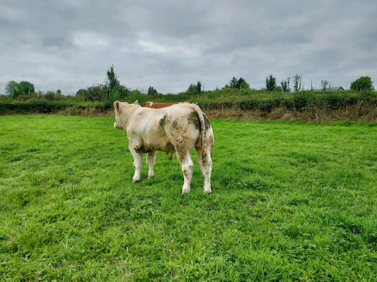 Charolais Bulls - Image 1