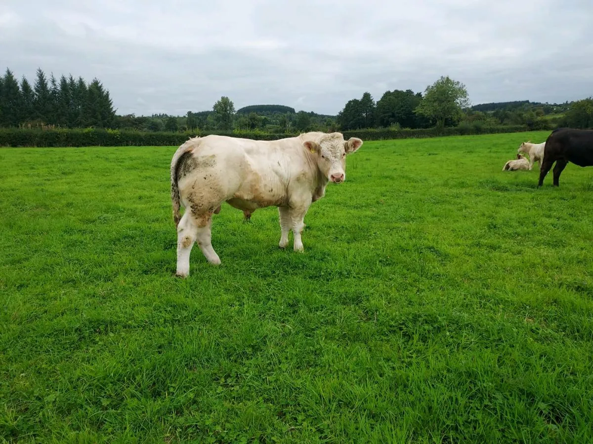 Charolais Bulls - Image 2