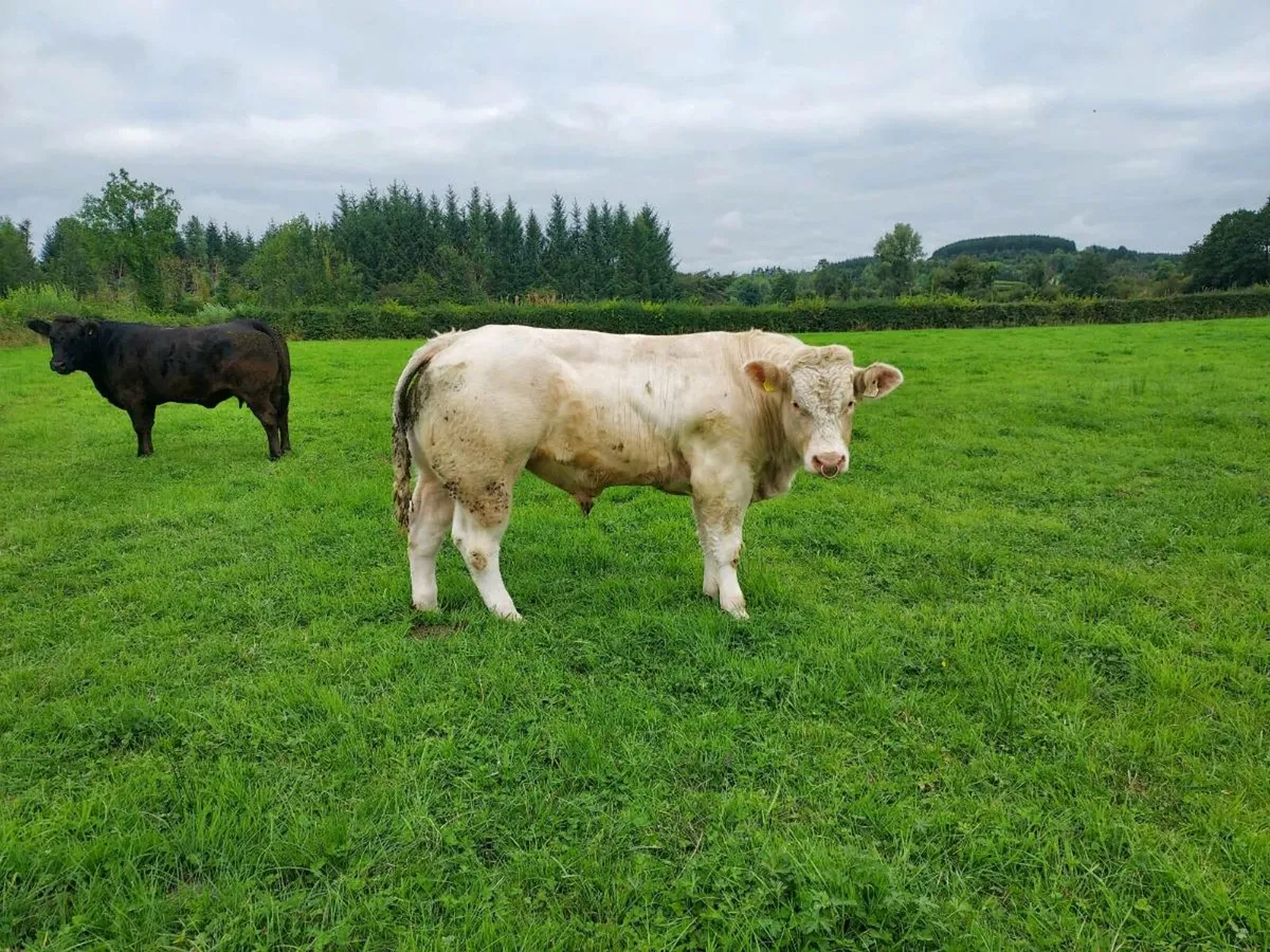 Charolais Bulls - Image 3
