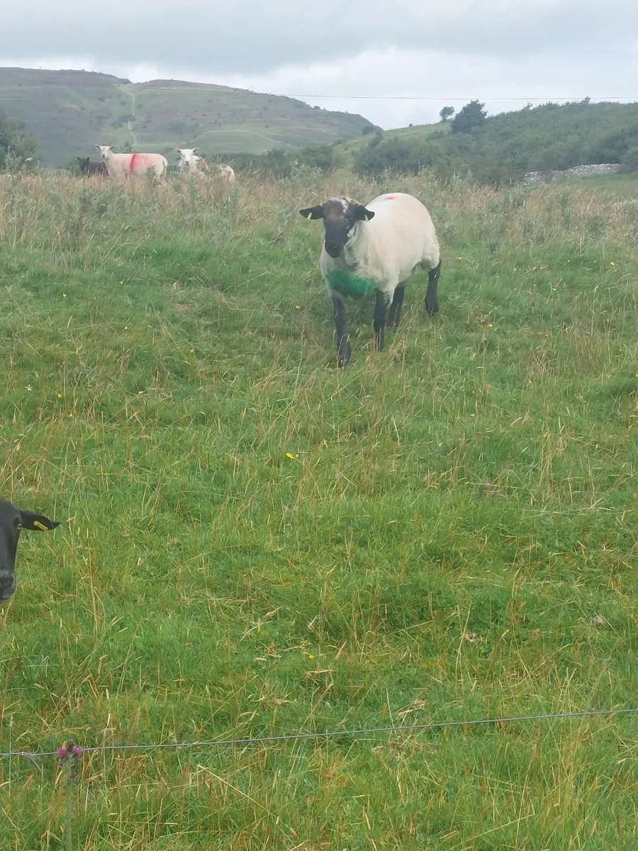 Suffolk Hogget Ram - Image 1