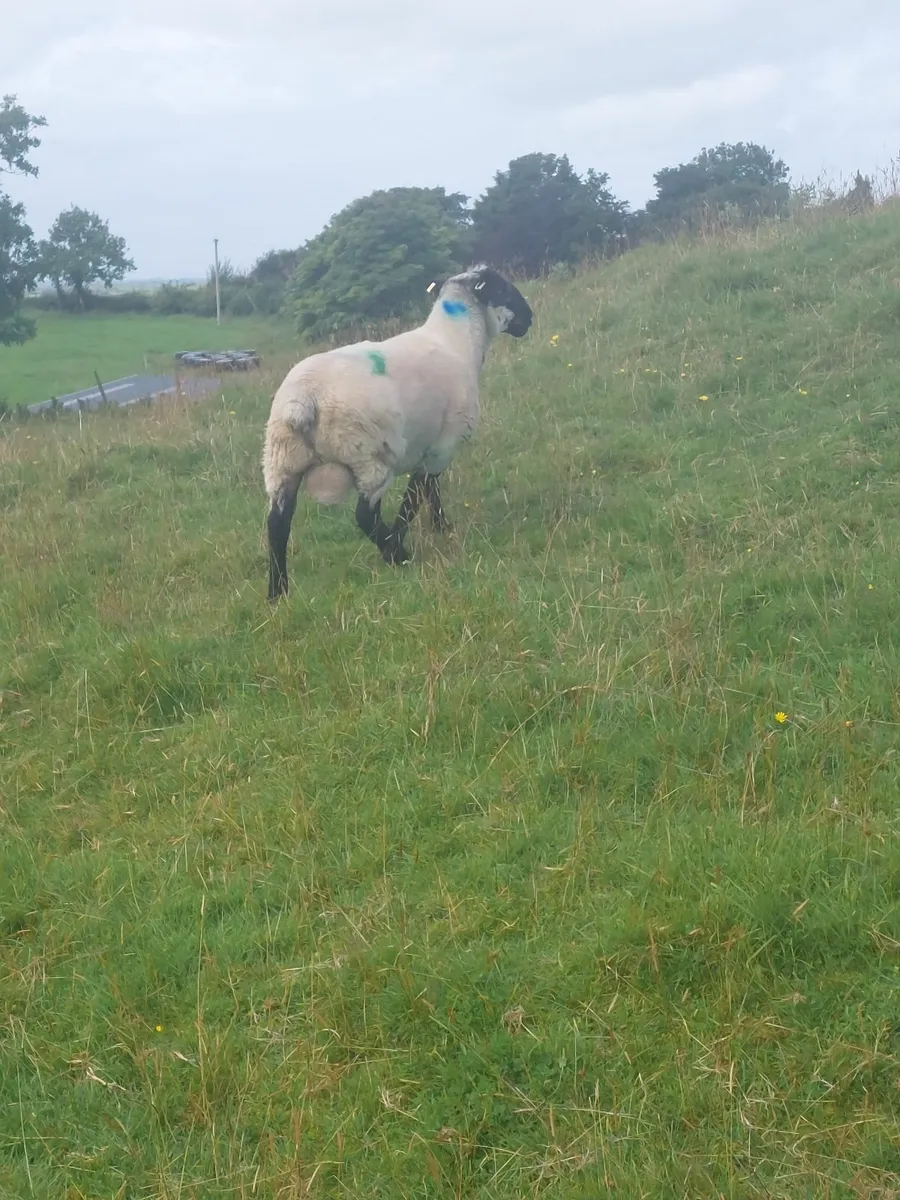 Suffolk Hogget Ram - Image 2