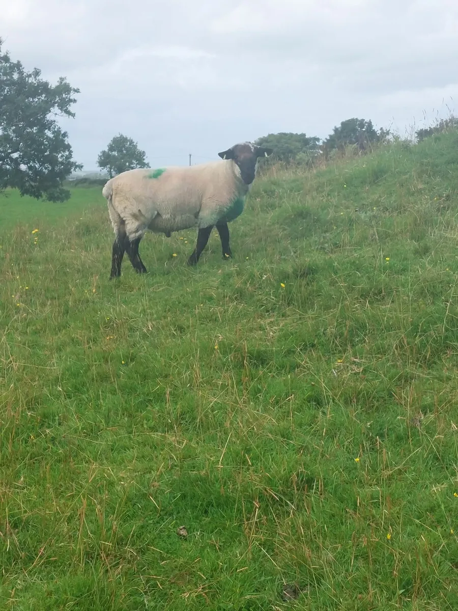Suffolk Hogget Ram - Image 3