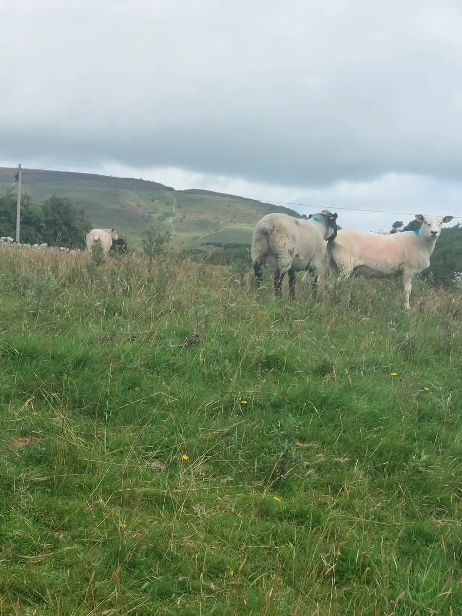 Suffolk Hogget Ram - Image 4