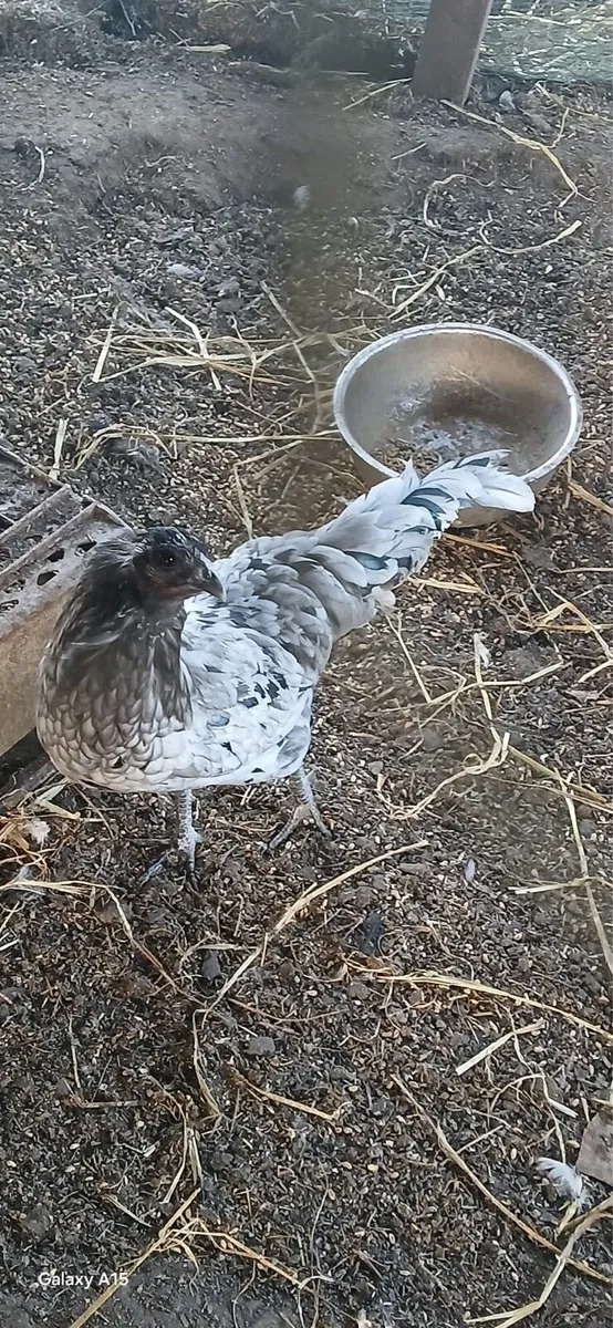 Blue Sumatra Hens