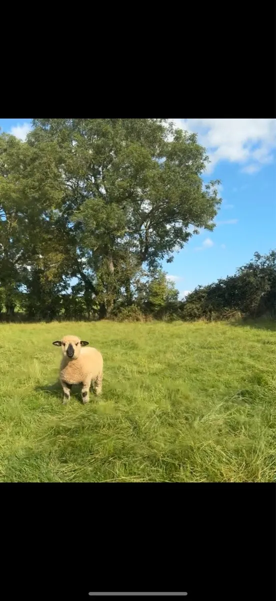 Pedigree Registered Hampshire Down Ewe Lamb - Image 1