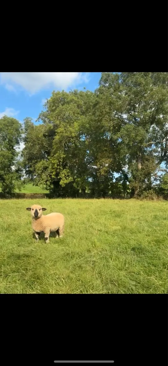 Pedigree Registered Hampshire Down Ewe Lamb - Image 2