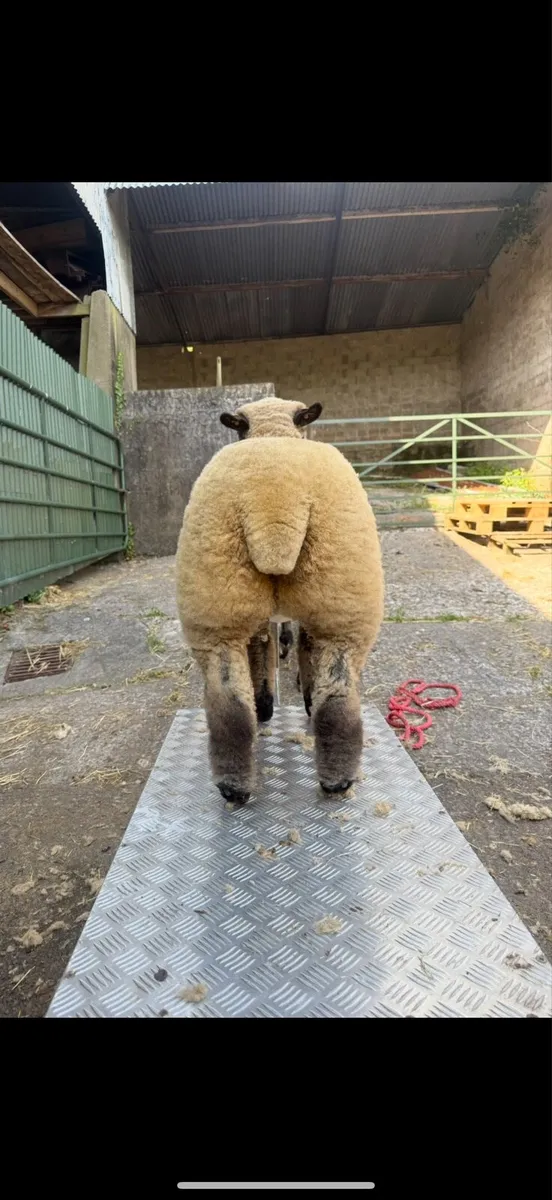 Pedigree Registered Hampshire Down Ewe Lamb - Image 3