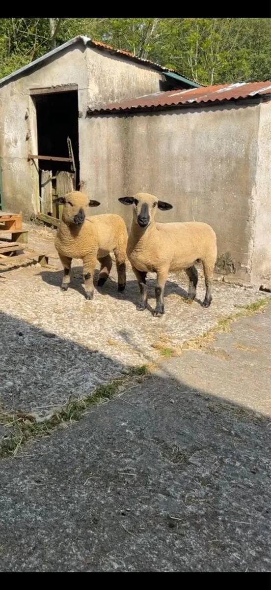 Pedigree Registered Hampshire Down Ewe Lamb - Image 4