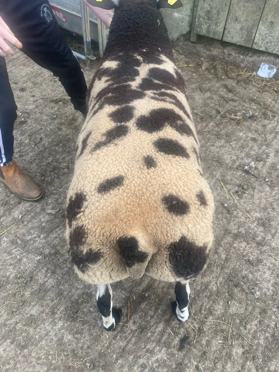 Dutch spotted ram lamb - Image 1