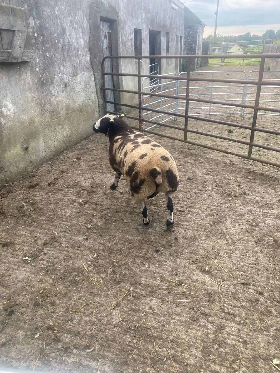 Dutch spotted ram lamb - Image 2
