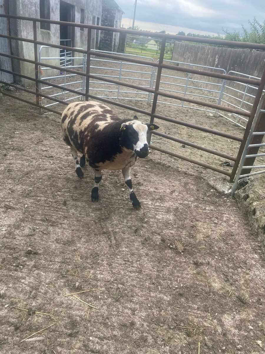 Dutch spotted ram lamb - Image 3