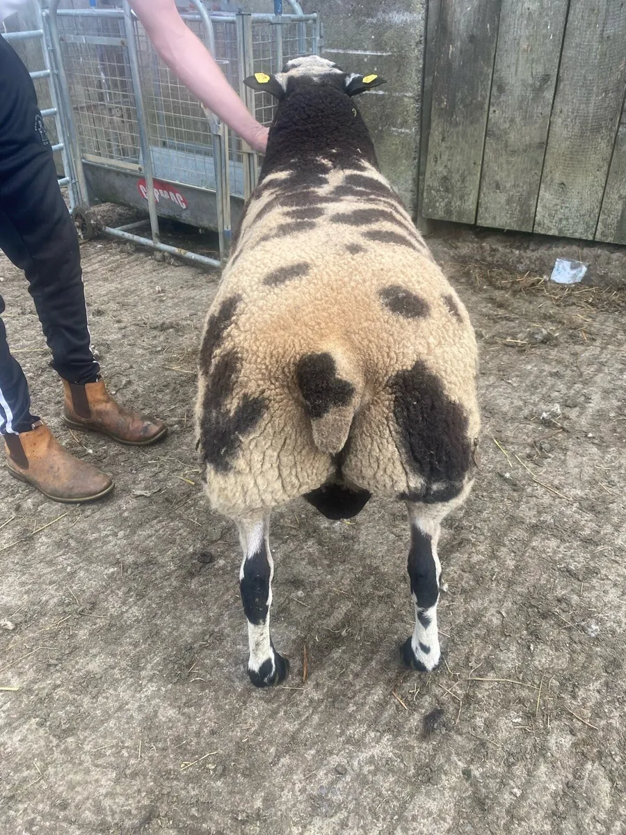 Dutch spotted ram lamb - Image 4