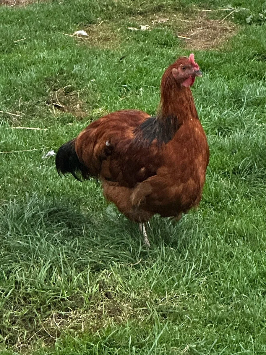 Roosters - Image 1