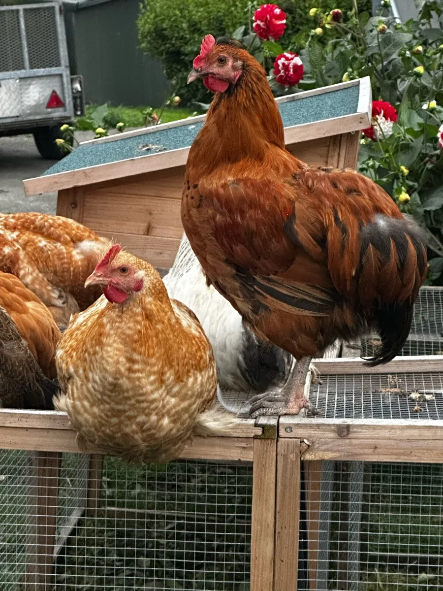 Roosters - Image 2