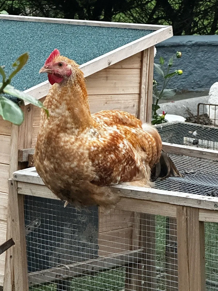 Roosters - Image 3