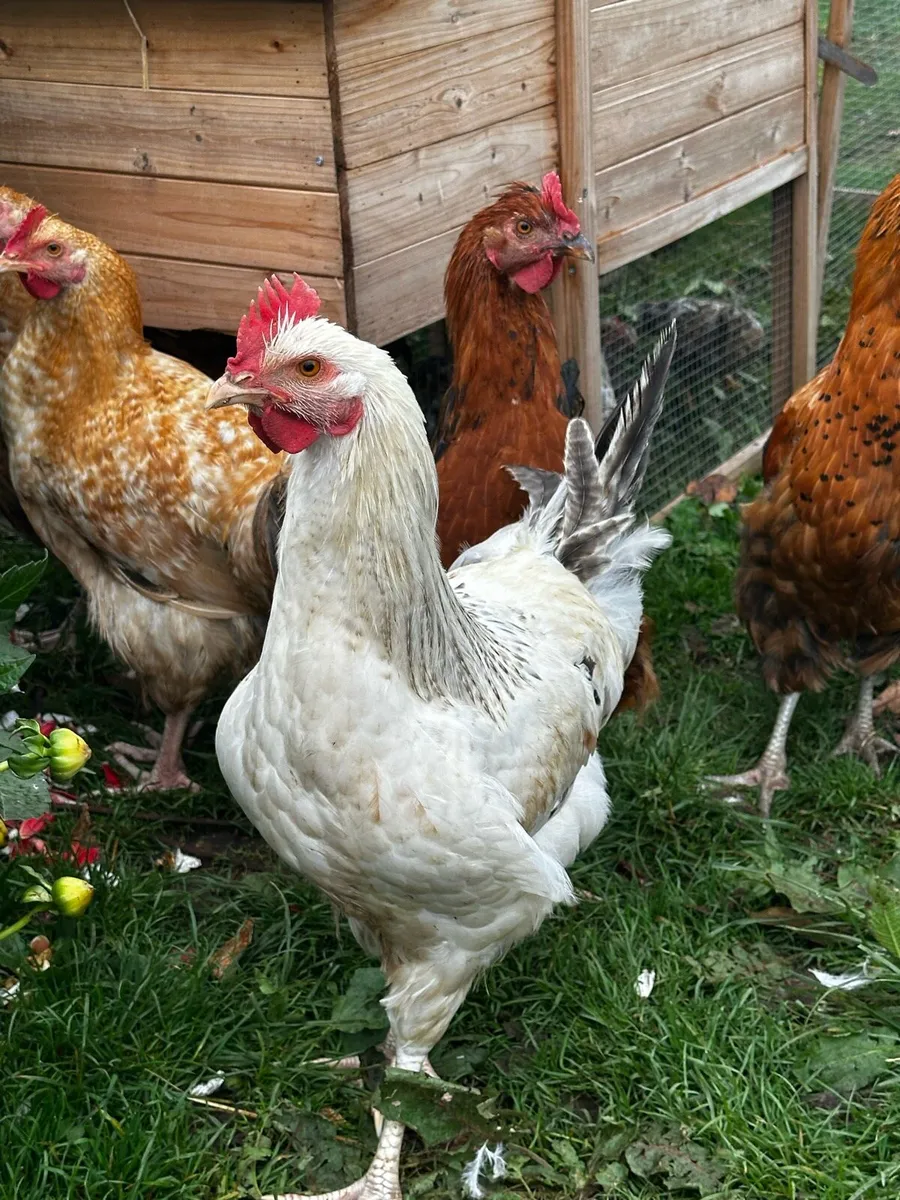 Roosters - Image 4