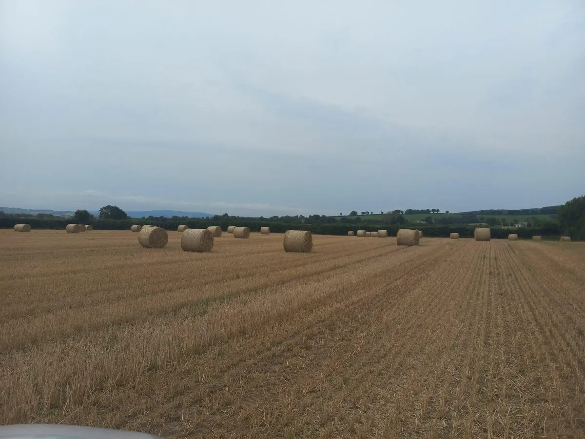 Straw Laois - Image 2