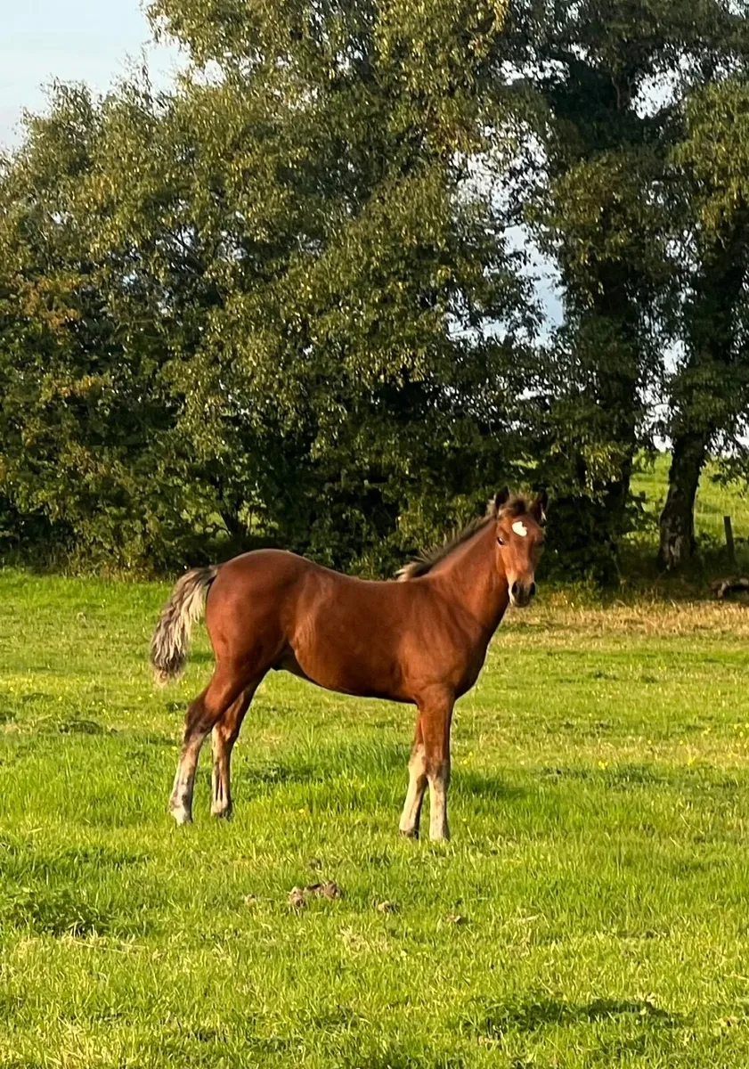 For Sale Colt, foal
