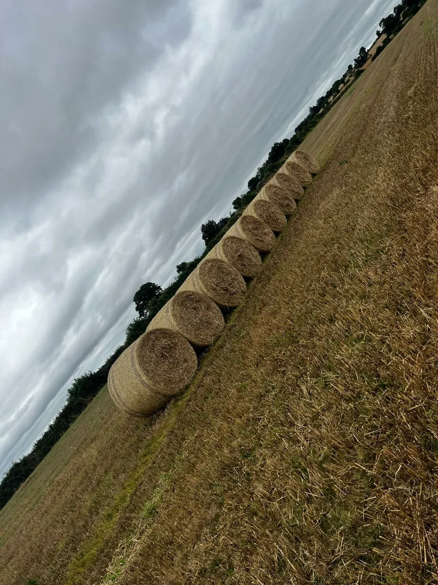 Wheaten Straw - Image 1