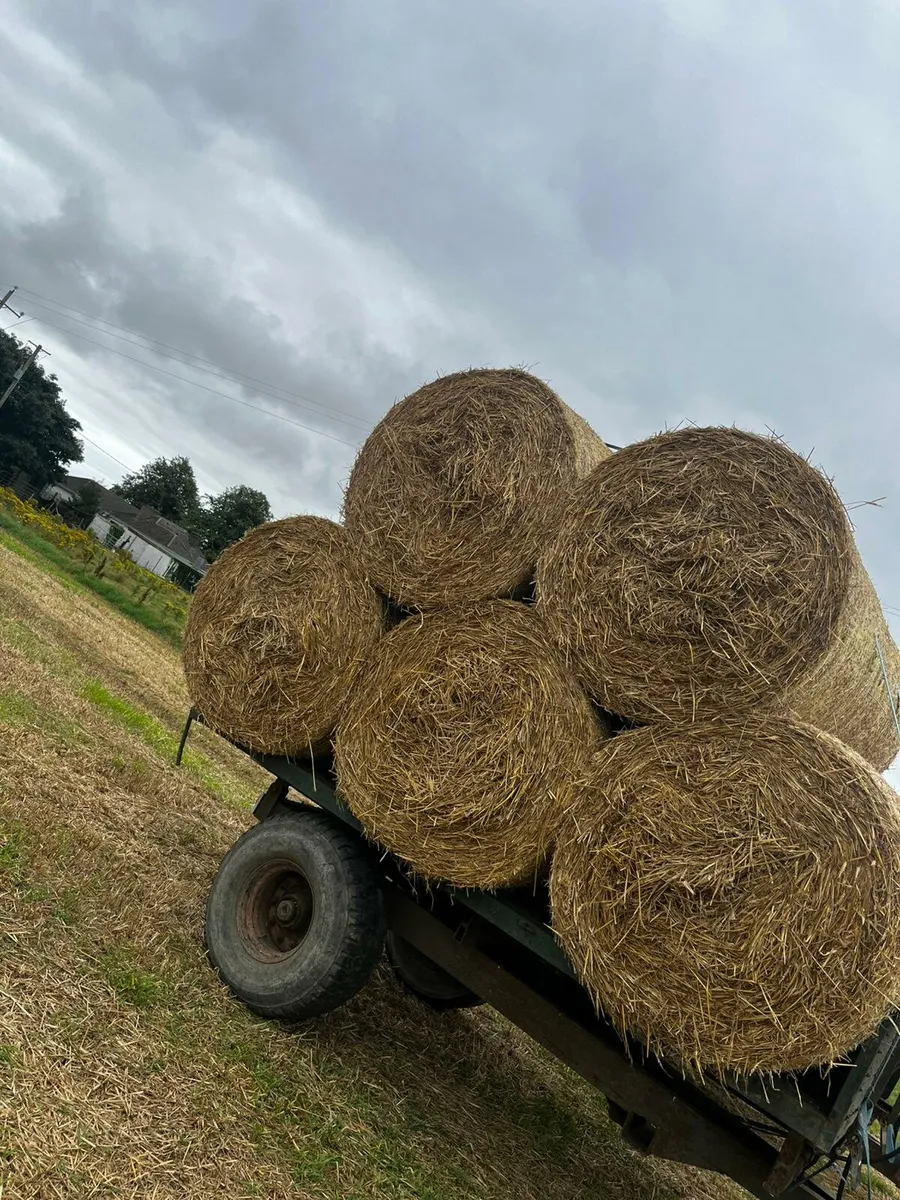 Wheaten Straw - Image 2
