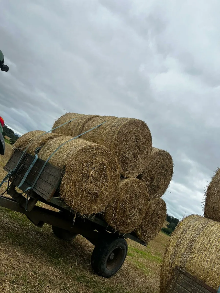 Wheaten Straw - Image 3