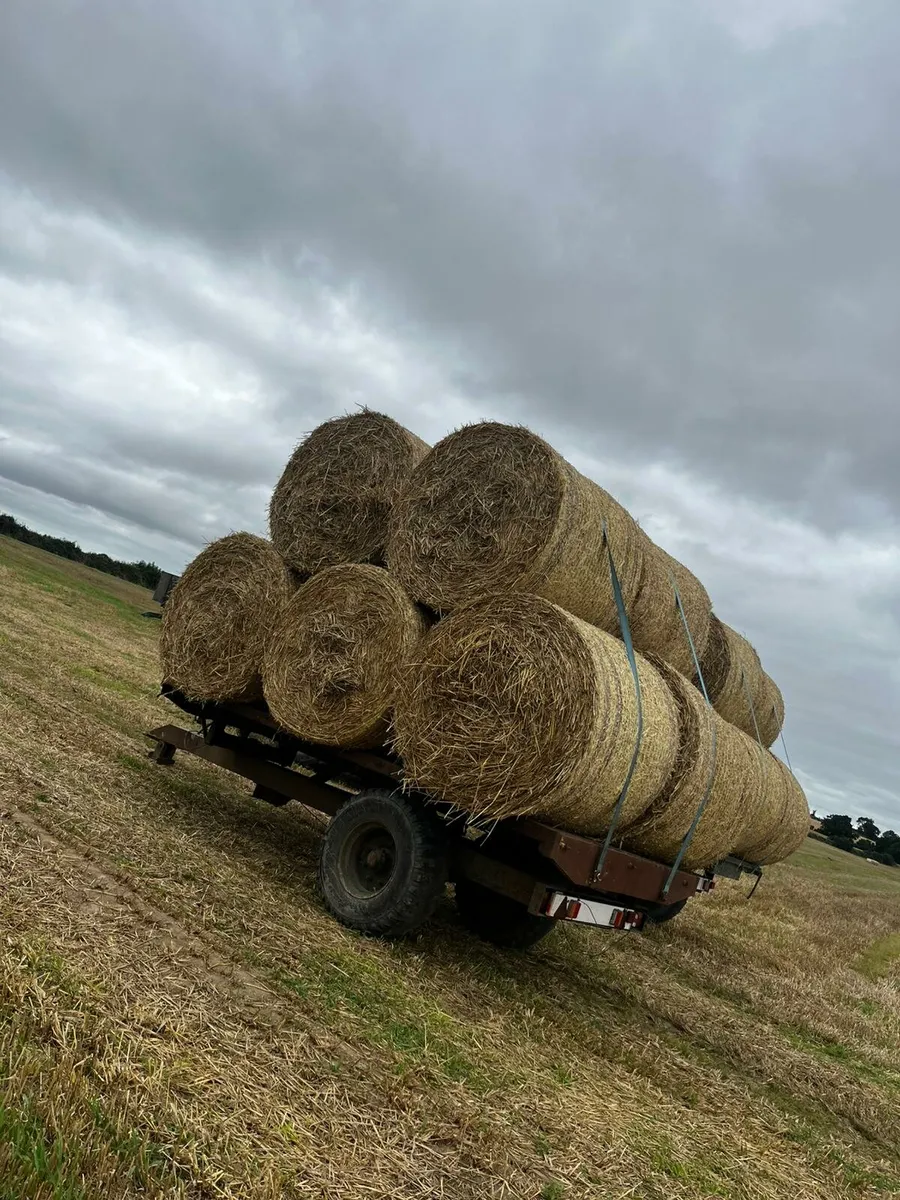 Wheaten Straw - Image 4