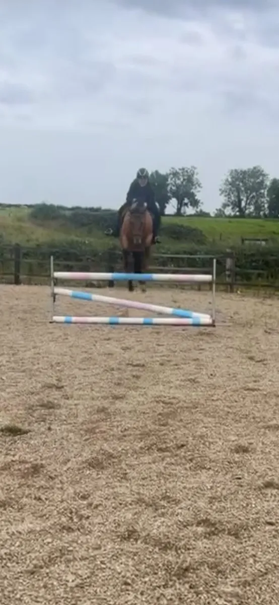 Genuine 16.2hh tb horse - Image 1