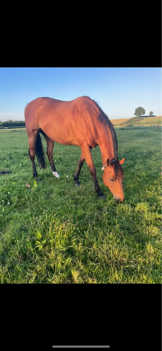 Genuine 16.2hh tb horse - Image 2