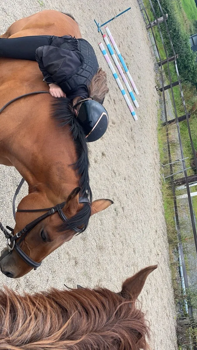 Genuine 16.2hh tb horse - Image 3