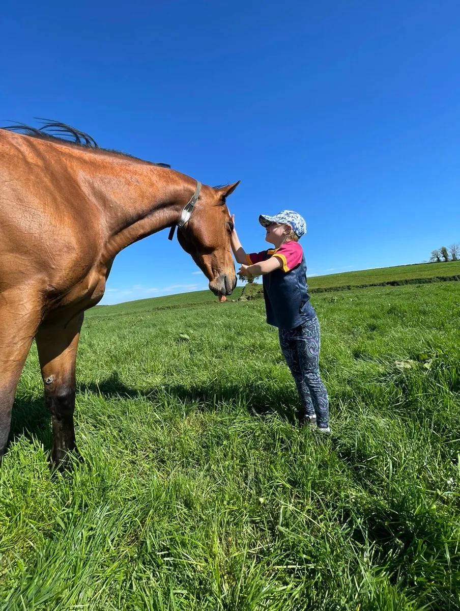 Genuine 16.2hh tb horse - Image 4