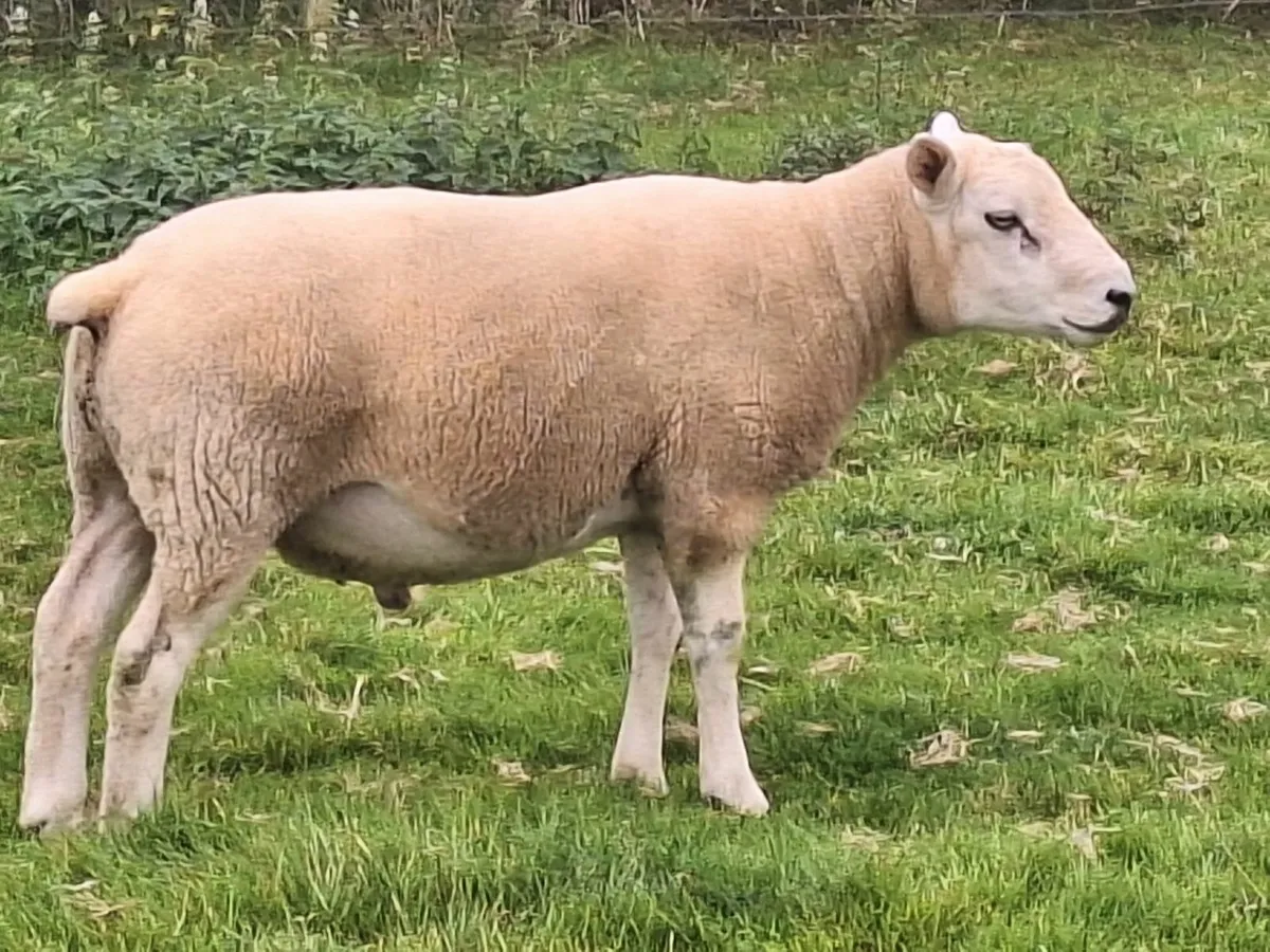 Texel Hogget Rams - Image 1