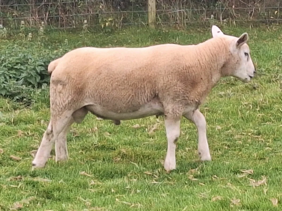 Texel Hogget Rams - Image 2