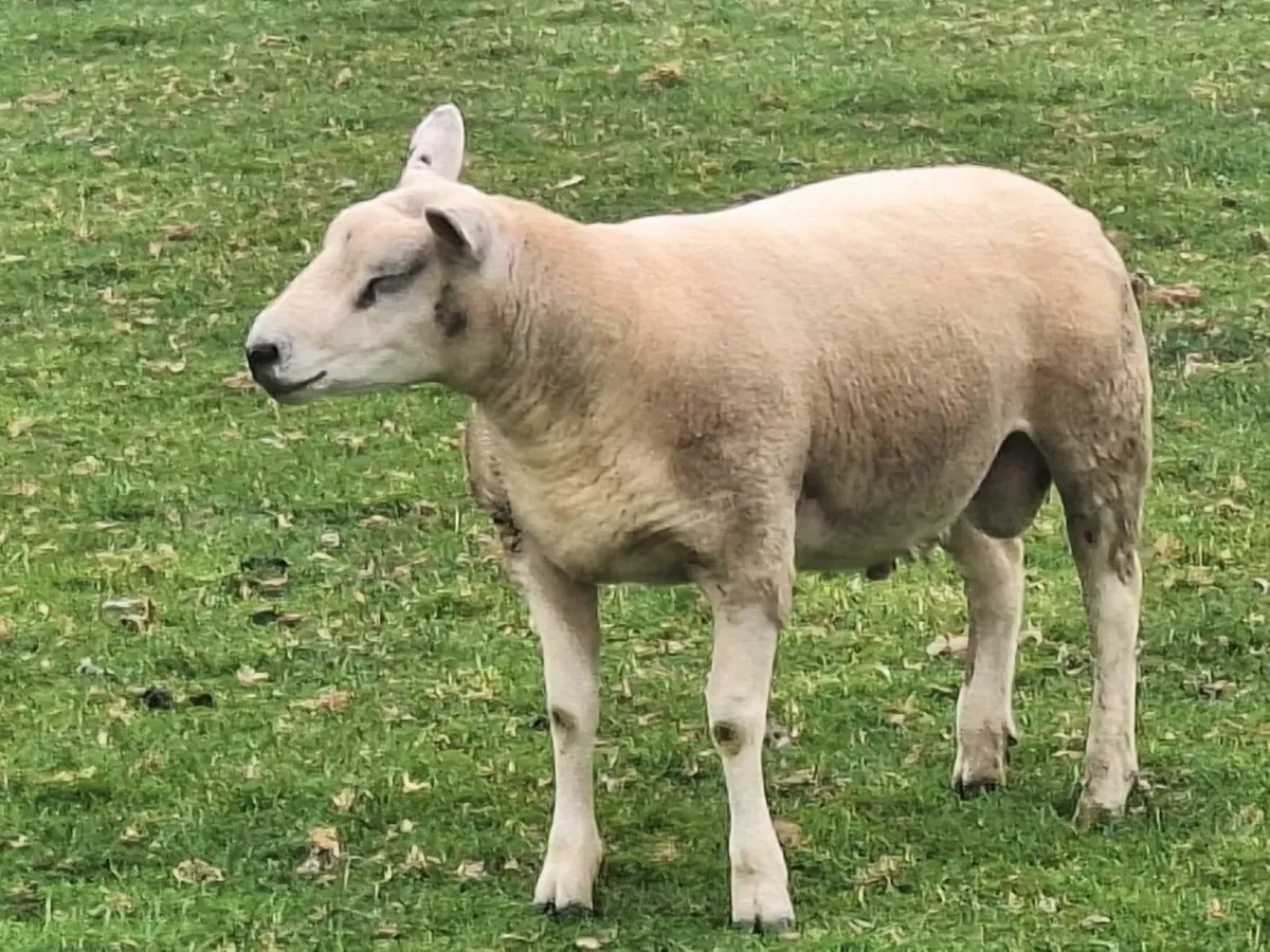 Texel Hogget Rams - Image 3