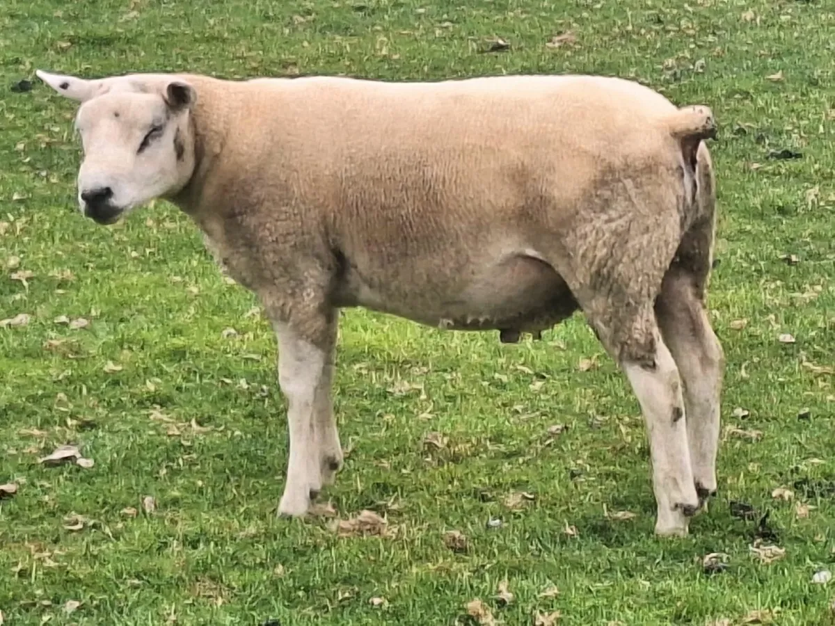 Texel Hogget Rams - Image 4
