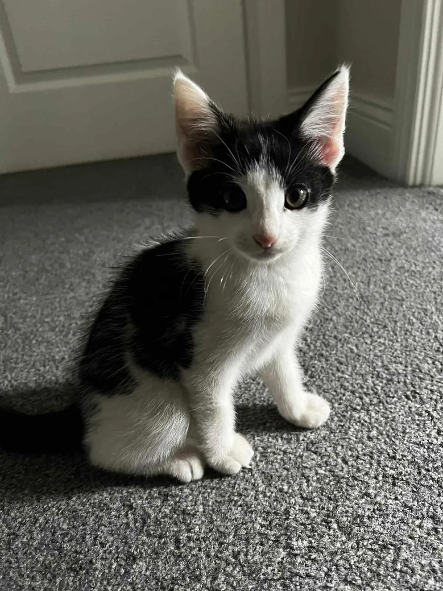 Kitten - Image 1