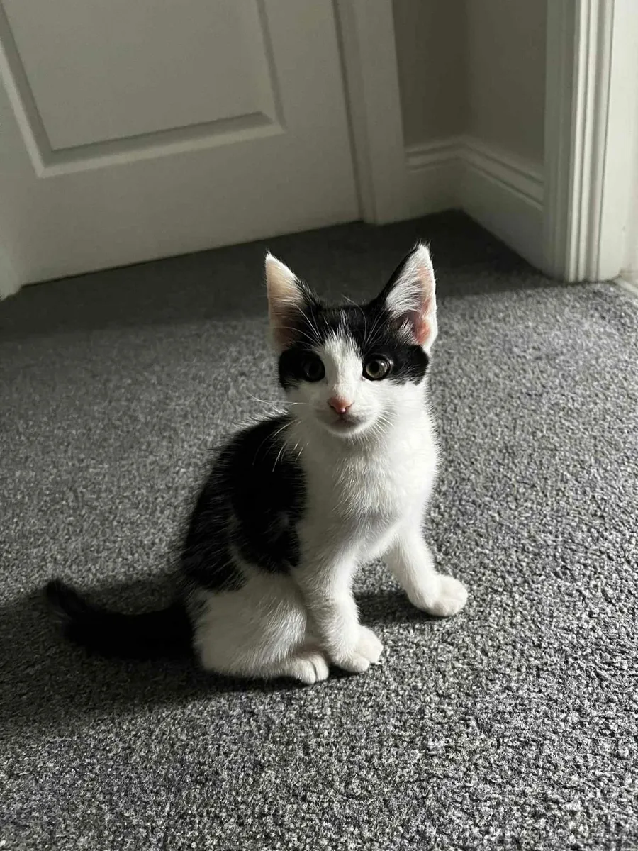 Kitten - Image 2