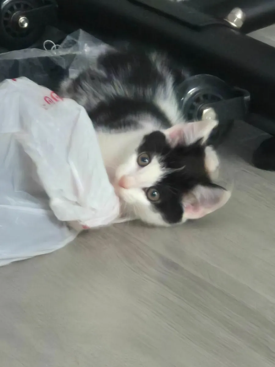 Kitten - Image 3