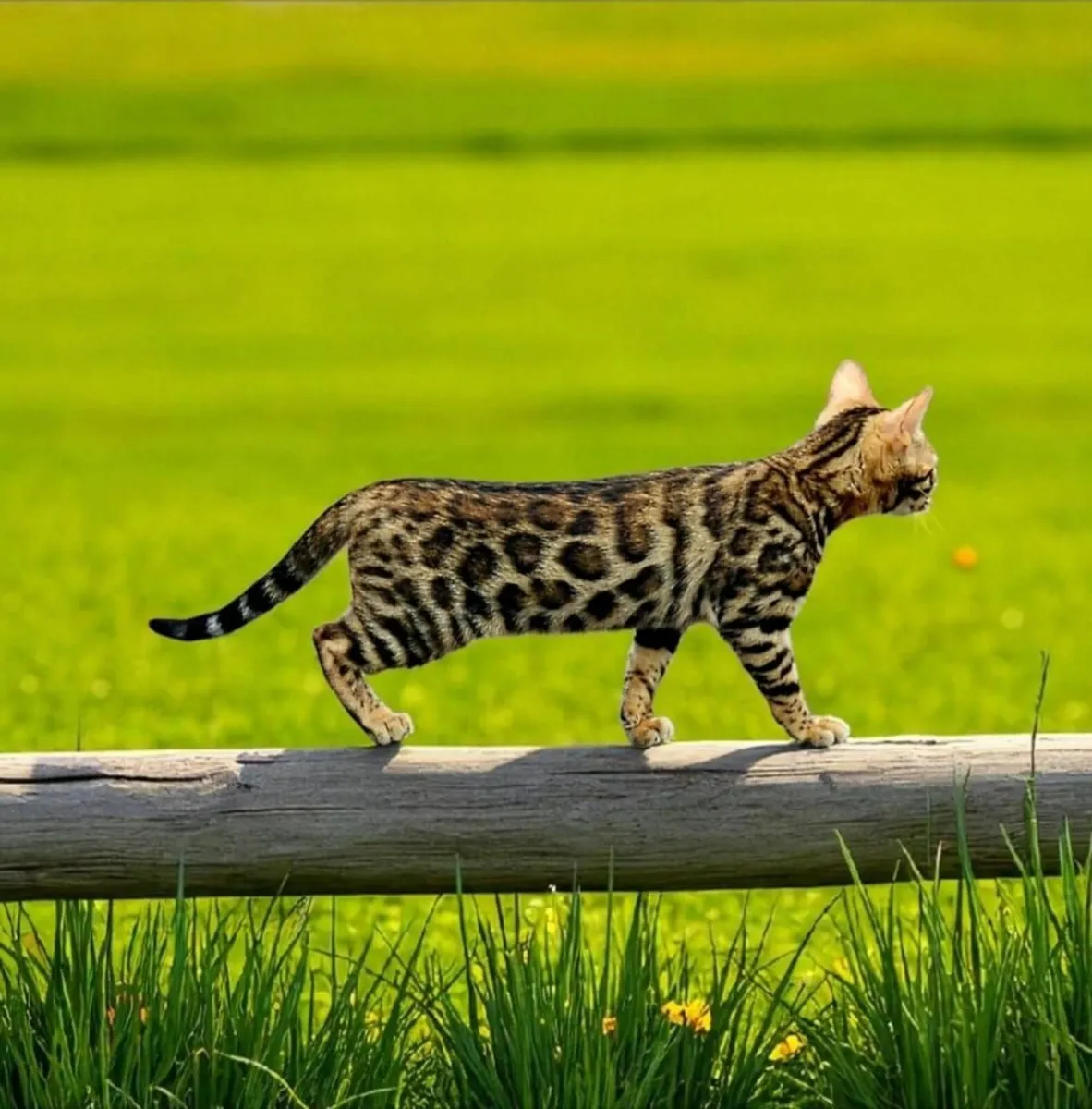 4 Bengal Cats - Image 3