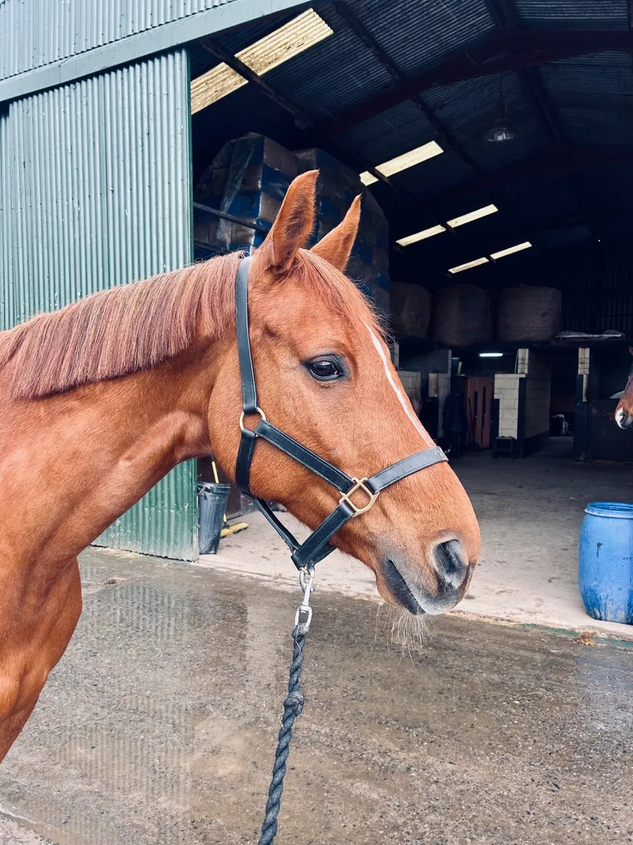 In Foal J’Taime Flamenco Mare - Image 2