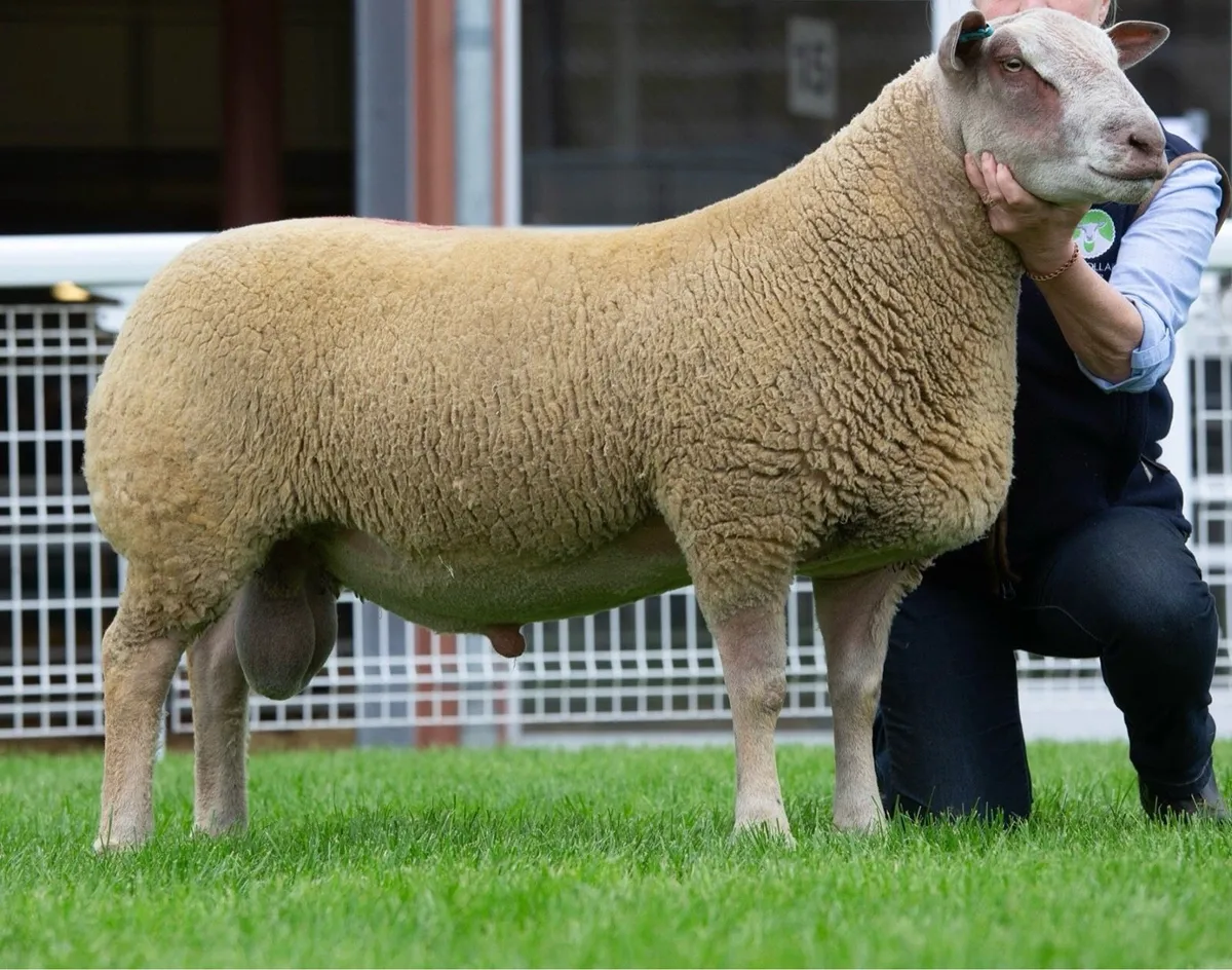 Charollais rams - Image 1