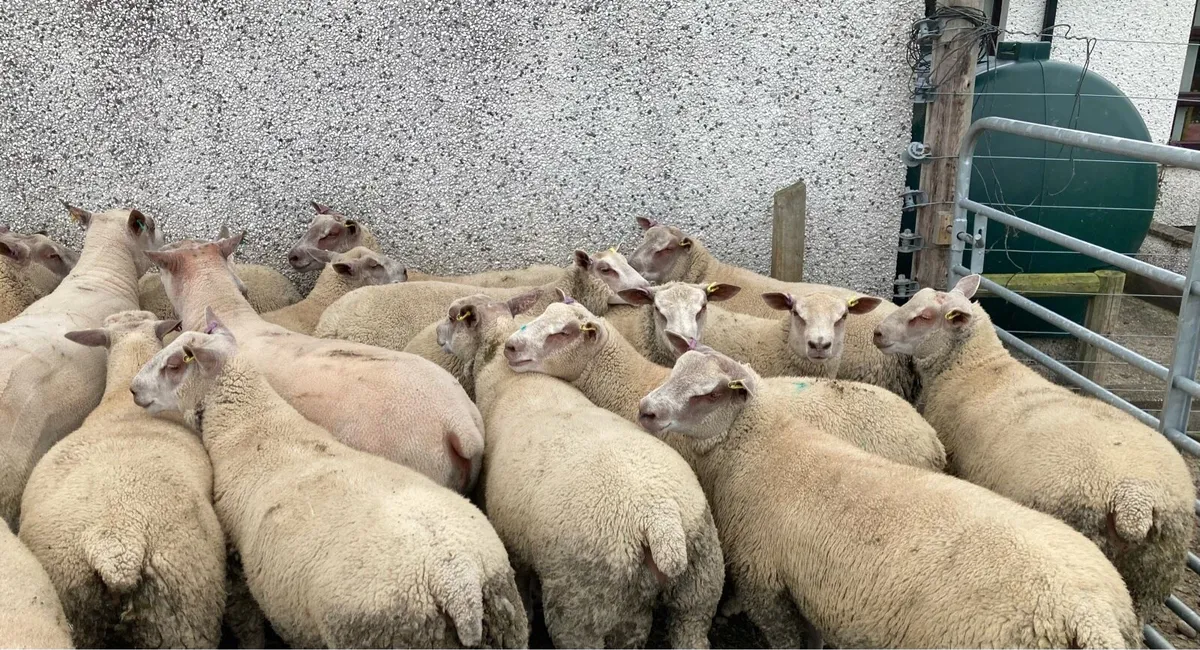 Charollais rams - Image 2