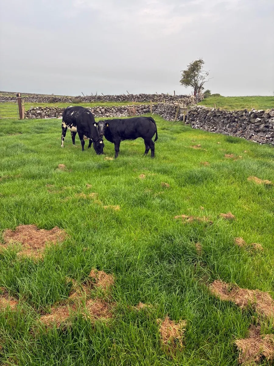 Cow & blue heifer calf - Image 1