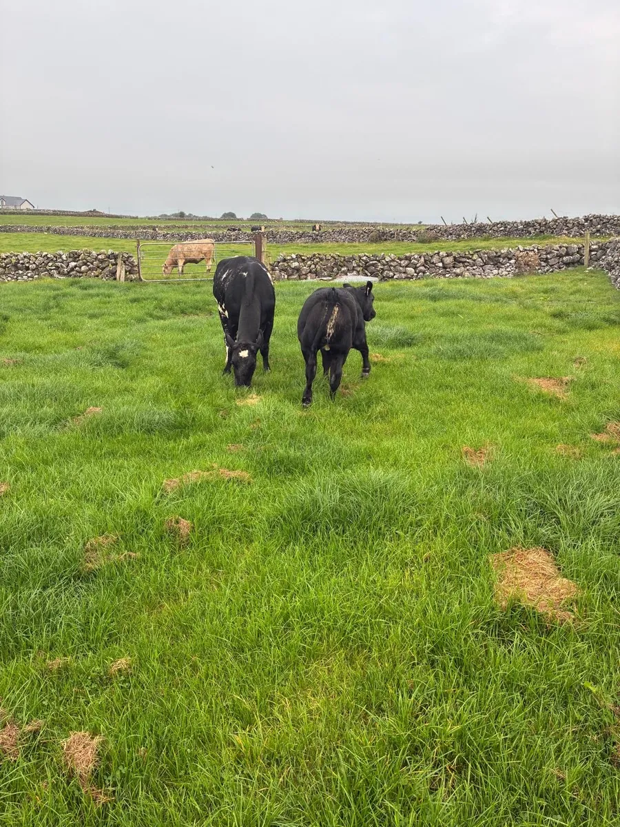 Cow & blue heifer calf - Image 2