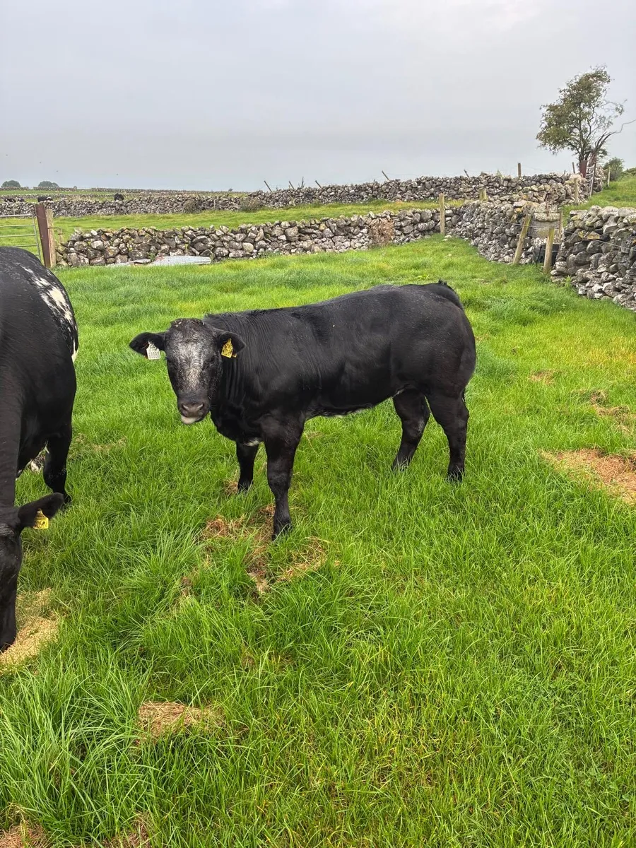 Cow & blue heifer calf - Image 3
