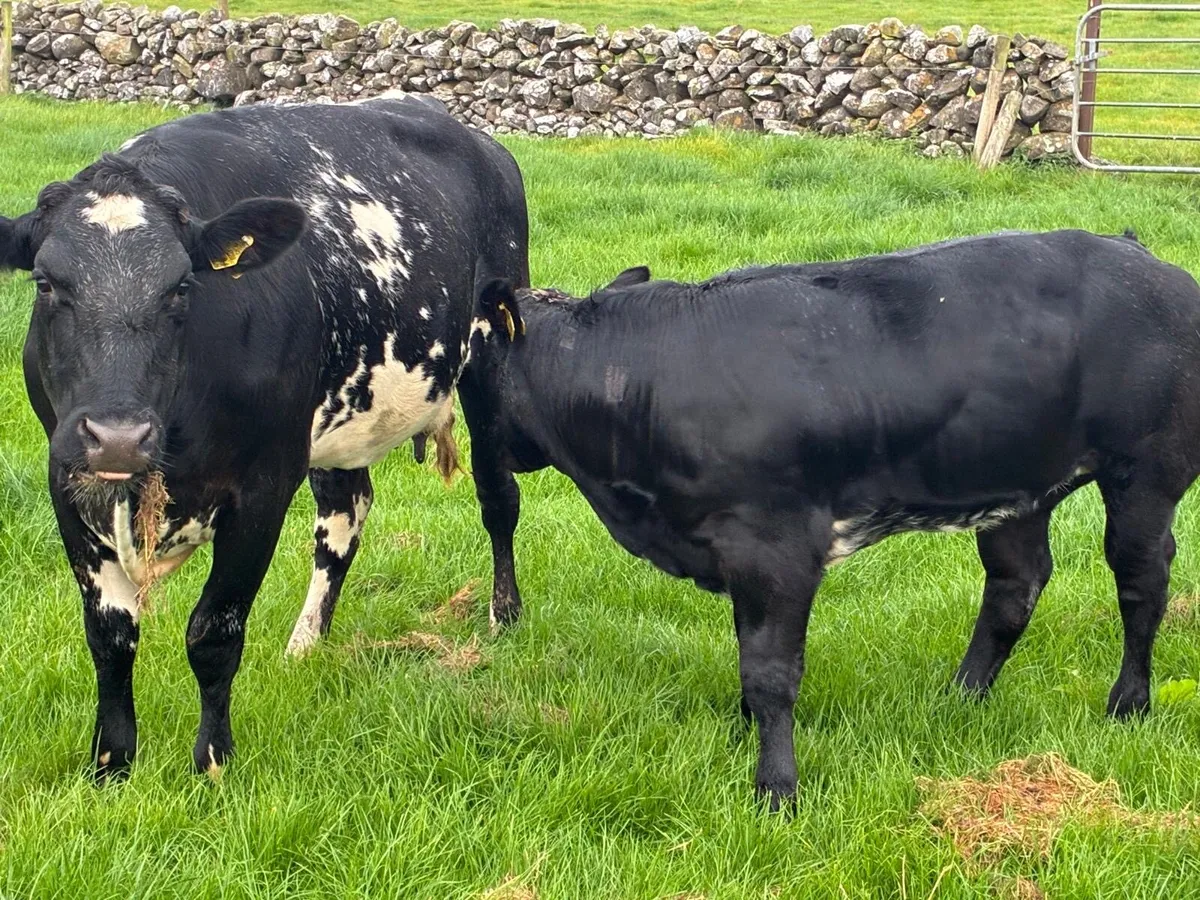 Cow & blue heifer calf - Image 4