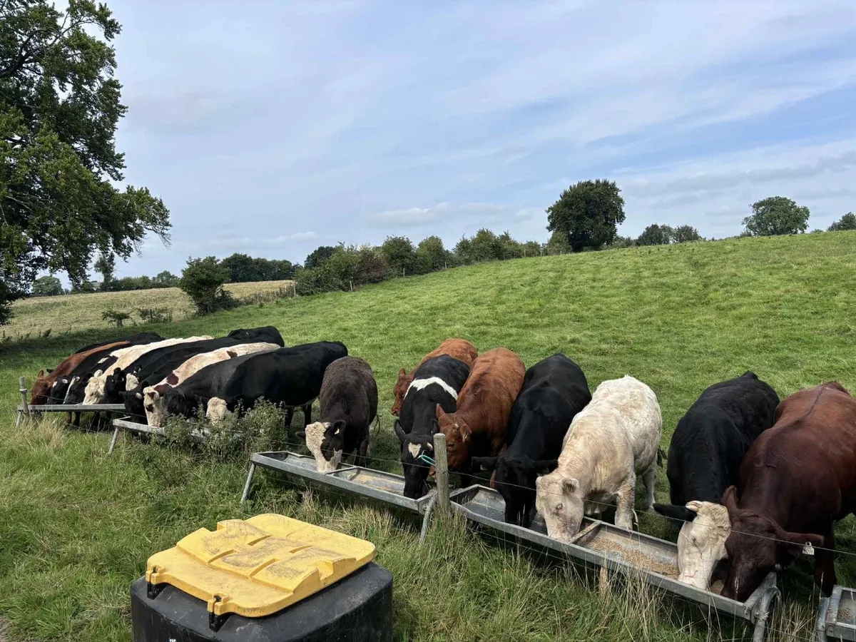 Top Class Bullocks Delvin Mart - Image 1